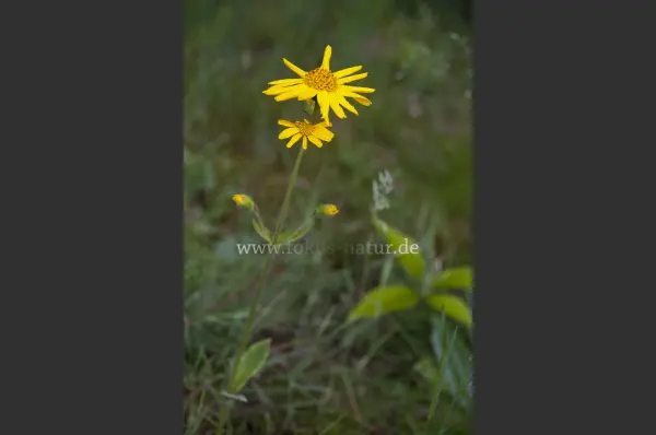 Fokus-Natur Bild