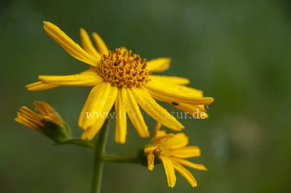 Fokus-Natur Bild