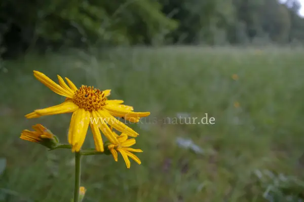 Fokus-Natur Bild