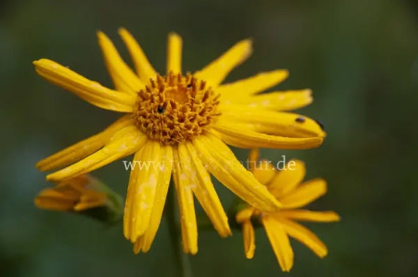 Fokus-Natur Bild