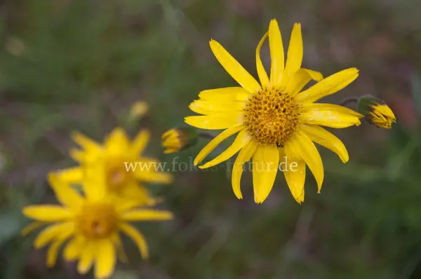 Fokus-Natur Bild