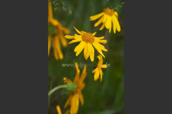 Fokus-Natur Bild