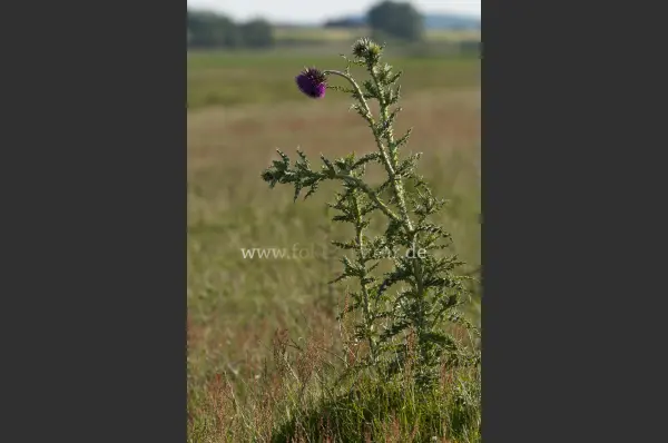 Fokus-Natur Bild