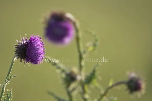 Fokus-Natur Bild