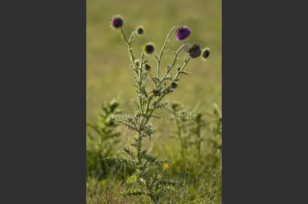 Fokus-Natur Bild
