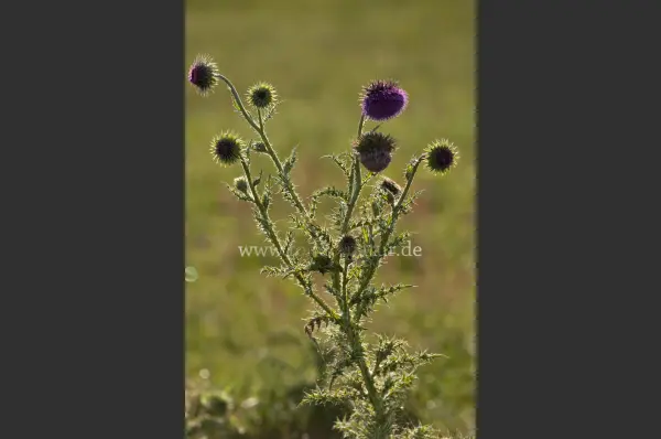 Fokus-Natur Bild