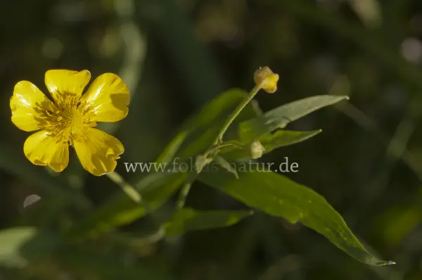 Fokus-Natur Bild