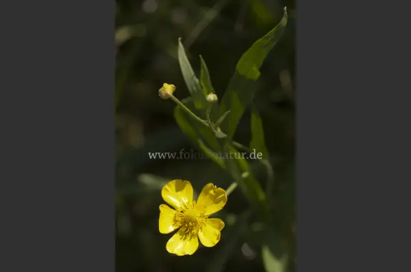 Fokus-Natur Bild