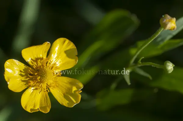 Fokus-Natur Bild