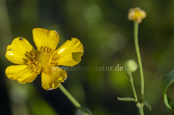 Fokus-Natur Bild