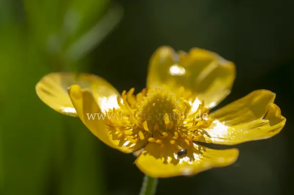 Fokus-Natur Bild