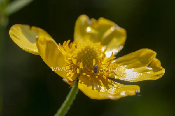 Fokus-Natur Bild