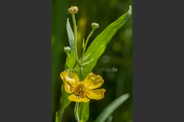 Fokus-Natur Bild