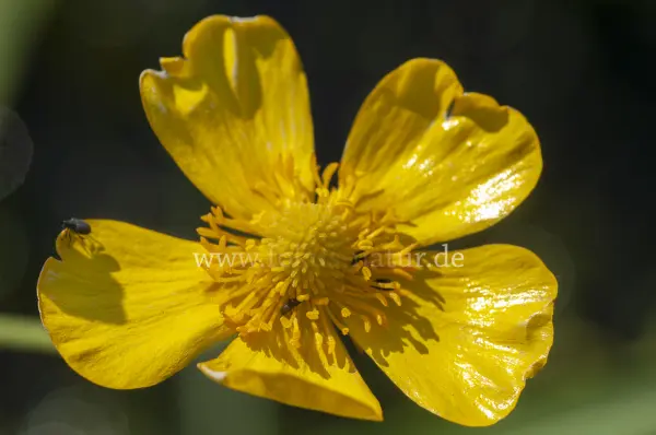 Fokus-Natur Bild
