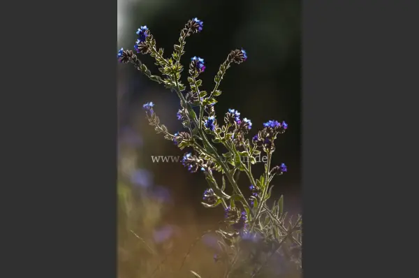 Fokus-Natur Bild