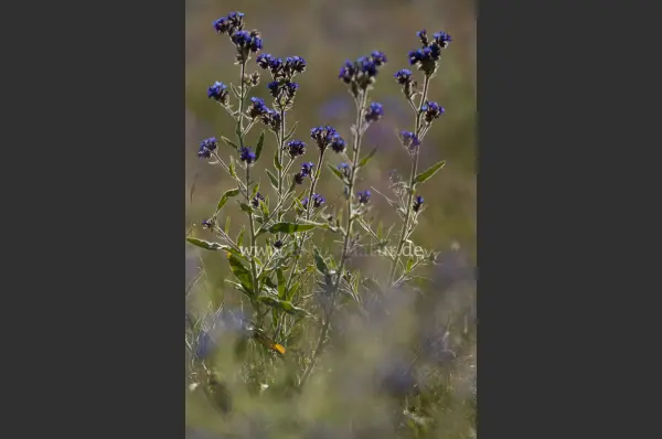 Fokus-Natur Bild