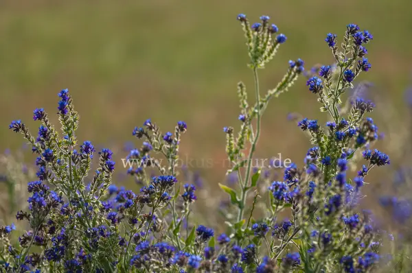 Fokus-Natur Bild