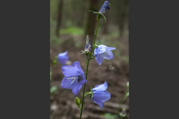 Fokus-Natur Bild