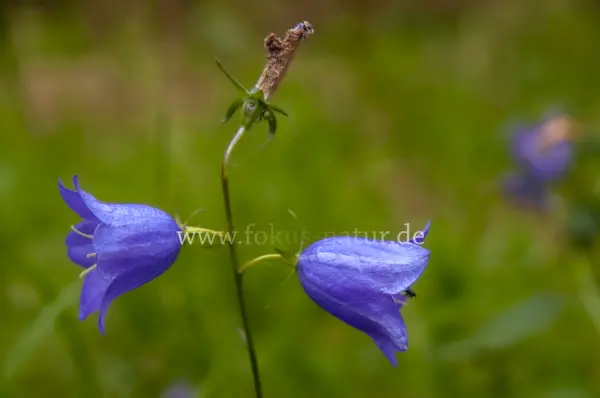 Fokus-Natur Bild