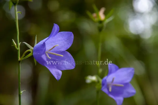 Fokus-Natur Bild