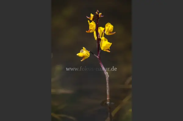 Fokus-Natur Bild