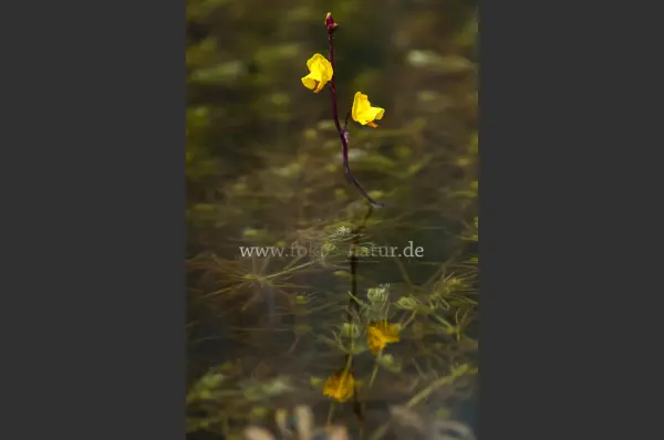 Fokus-Natur Bild