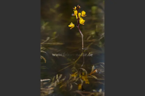 Fokus-Natur Bild