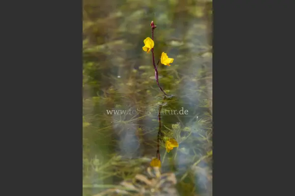 Fokus-Natur Bild