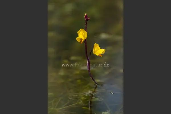 Fokus-Natur Bild
