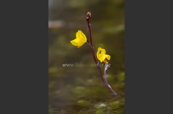 Fokus-Natur Bild