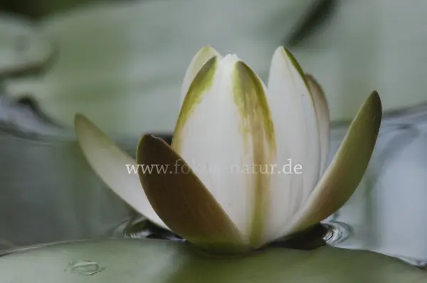 Fokus-Natur Bild