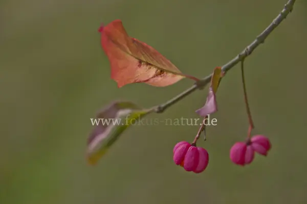 Fokus-Natur Bild