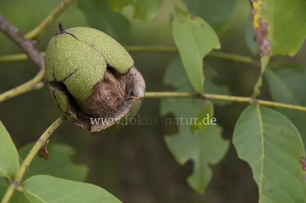 Fokus-Natur Bild