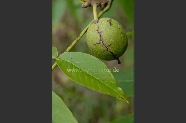 Fokus-Natur Bild