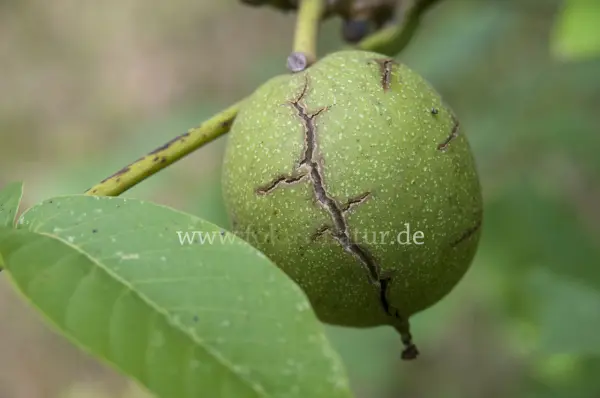 Fokus-Natur Bild