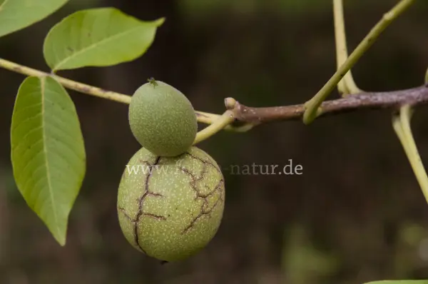 Fokus-Natur Bild