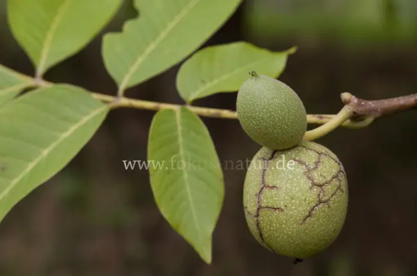 Fokus-Natur Bild
