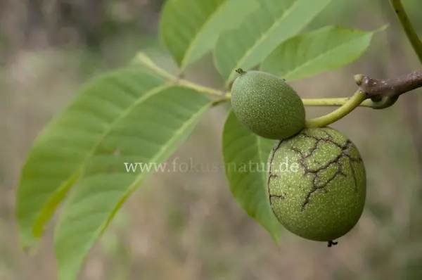 Fokus-Natur Bild