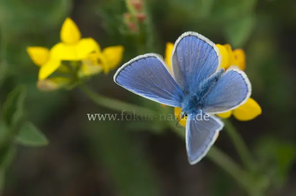 Fokus-Natur Bild