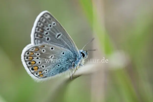 Fokus-Natur Bild