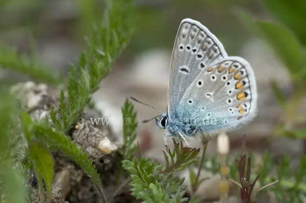 Fokus-Natur Bild