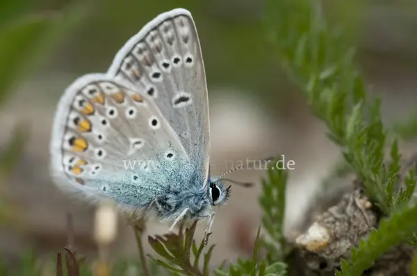 Fokus-Natur Bild