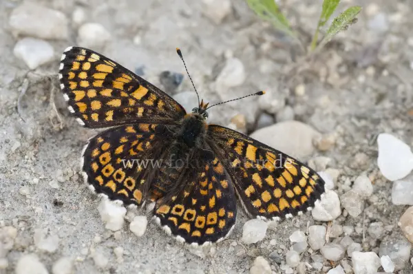 Fokus-Natur Bild