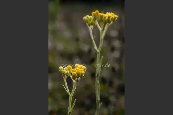 Fokus-Natur Bild