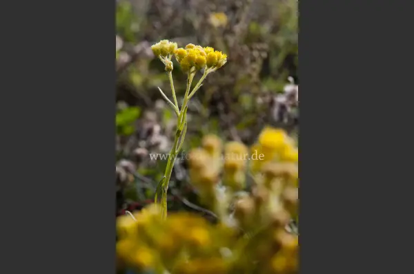 Fokus-Natur Bild
