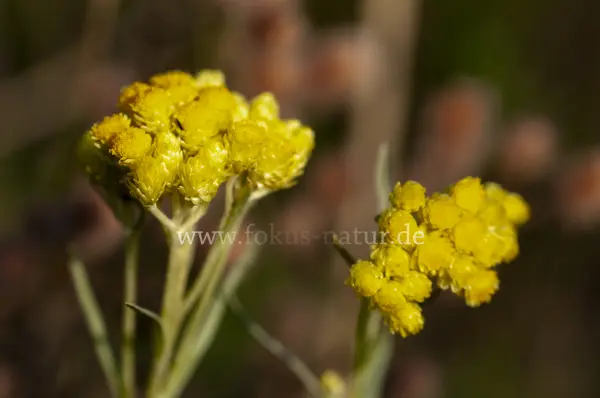 Fokus-Natur Bild