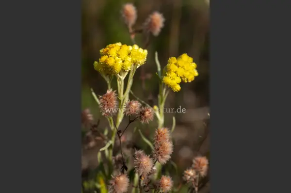 Fokus-Natur Bild