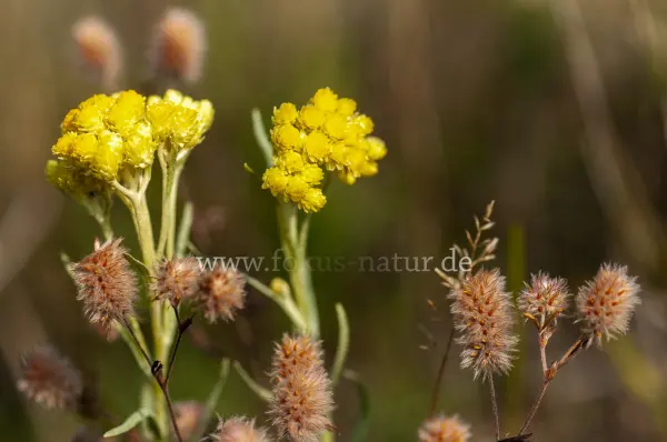 Fokus-Natur Bild