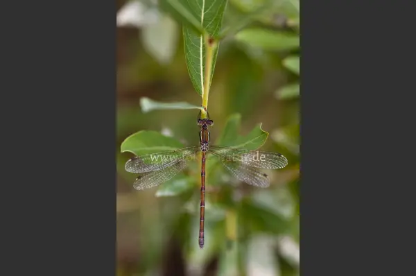 Fokus-Natur Bild