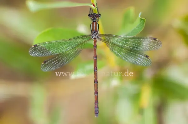 Fokus-Natur Bild